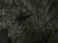 hairplayemail.wmv