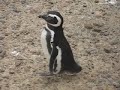 Pinguins~ 3