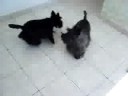 Scottish Terrier em festa!