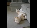 My Funny Doggies