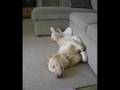 My Funny Doggies