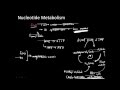 Nucleotide Metabolism 2