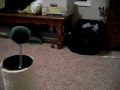 Kitten DeathMatch