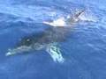 Maui Whale