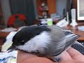 Mésange à tête noire assommée / Knocked out chickadee Mésange à tête noire assommée / Knocked out chickadee