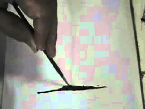 filbert brush - Learn how to paint a tree using oil paint, a liner brush and a filbert brush. Check out http://www.oilpaintinginstruction.com.