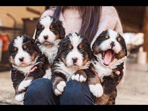 Cute Pets And Funny Animals Try not to laugh compilation