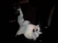 Eat,Head,Kitten
