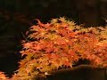 Autumn Leaves in Kyoto
