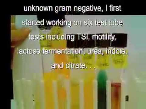 how to isolate gram negative bacteria