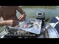 IZUMI shad live bait