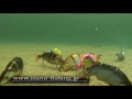 IZUMI shad live bait