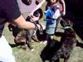 Bullmastiff video