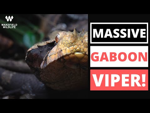 YouTube reptile video
