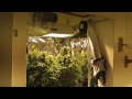 1000w Mh/Hps grow - Week 8 flowering