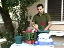 How to Grow Snapdragons : How to Plant & Grow Snapdragons in Baskets & Pots