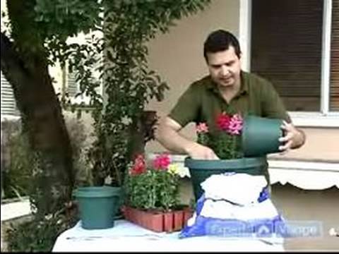 how to plant snapdragons