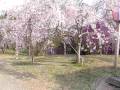 Cherry blossoms  桜咲く たけべの森