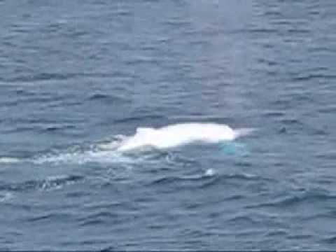 Humpback Whale
