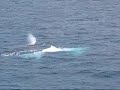 Migaloo - White Hump Back Whale on The Great Barrier Reef