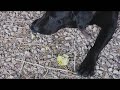 HV20 - Dog eats an apple. Another dog watches.