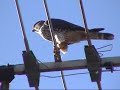 Merlin eating small bird - Esmerejon comiendo un pajaro Merlin eating small bird - Esmerejon comiendo un pajaro