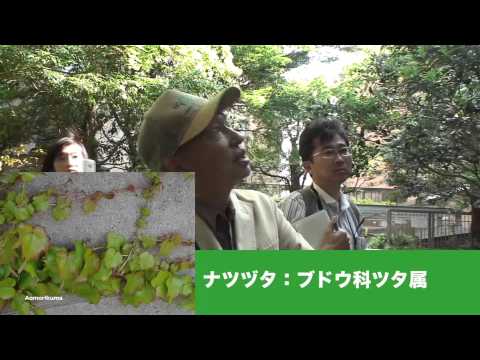 PLANTS + WALK / Kanda Part.2 | 千代田区神田 後編 PLANTS + WALK / Kanda Part.2 | 千代田区神田 後編