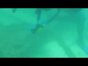 Oman Dive Trip 3