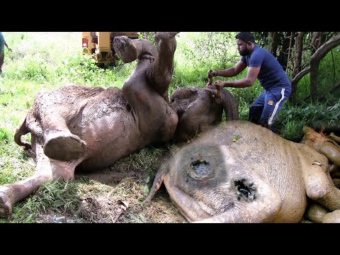 Wunderbar! Reviving a Wounded Tusker Elephant | Thuppahi's Blog Wunderbar! Reviving a Wounded Tusker Elephant | Thuppahi's Blog