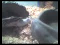 video uploaded from my mobile phone