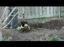 Get Free Plants - Divide Perennials and Save Money Get Free Plants - Divide Perennials and Save Money