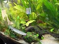 polypterus senegalus