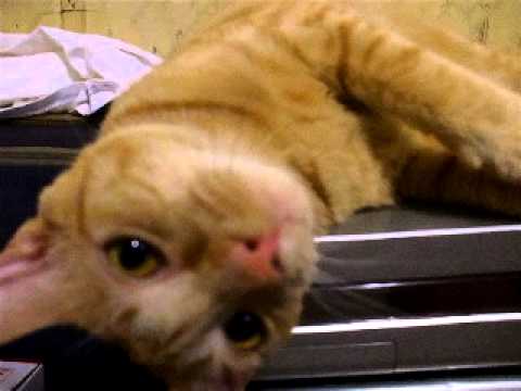 how to quiet dreamcast