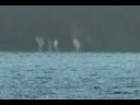 Whales Blowing in the back yard