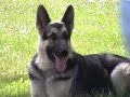 Cat corrects dog - watch to end CUTE