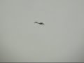 Spoonbill Amwell Spoonbill Amwell