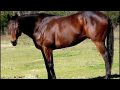 Dash's Boogie Man Appendix Quarter Horse For Sale as Hunter In Texas