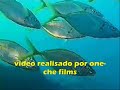canarias libre