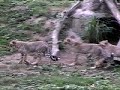 cheetahs-zazi-and-cubs-91705-i.html
