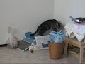 Cat Scratches Litter Box Instead of Litter Cat Scratches Litter Box Instead of Litter