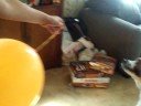 doggie hates balloon part 3