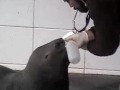 Clicker training en el zool�gico