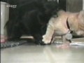 Gato egoista