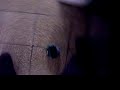 First autonomous moves