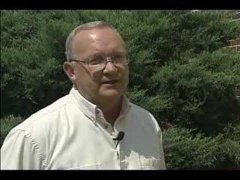 Yellow Jackets Can Pack Deadly Sting