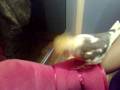 cockatiel show off