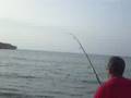 Banc d'Arguin juillet 2008. Raie guitare de 25kg (1)
