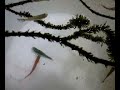 peixes ornamentais II