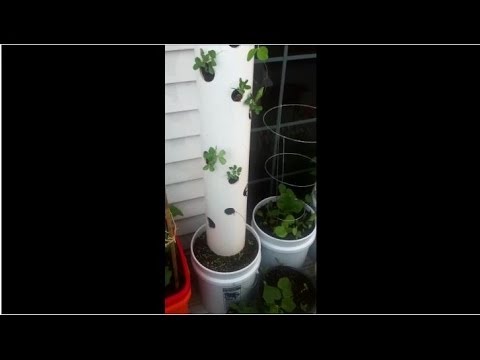 how to grow strawberries in pvc pipe