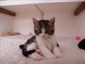 My cat- Misty Part 1 My cat- Misty Part 1